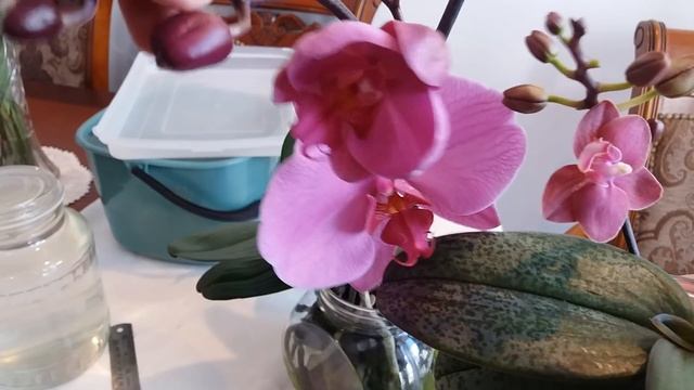 ПЕНСИОНЕРСКИЕ РАДОСТИ ЖИЗНИ - ТОРТИК..ОРХИДЕИ смотреть онлайн