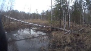 Охота на бобра с PCP пневматикой. Beaver Hunting With Air Rifle (+/- 27 м, 24 kg)