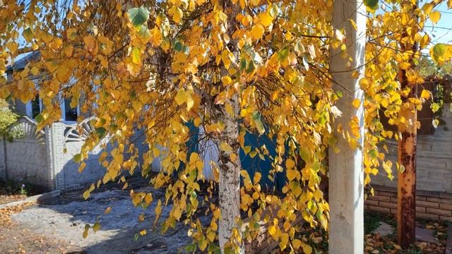 Путешествие по Донецку. Осень в Донецке. Ботанический сад, калининский район.2021.Октябрь. Макеевка смотреть онлайн