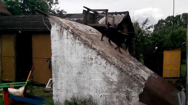 Охота на птичек смотреть онлайн