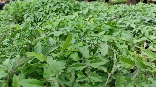 Наша рассада на готове ,87772937056 ватсап Гаусария . смотреть онлайн