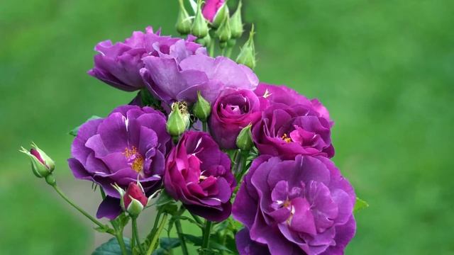 Роза парковая Рапсодия ин Блю (Rhapsody in Blue) роза парковая рапсодия ин блю смотреть онлайн