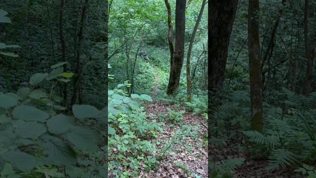 BSE Z3 подъем в гору #bse #z3 #kaluga #эндуро #покатушки смотреть онлайн