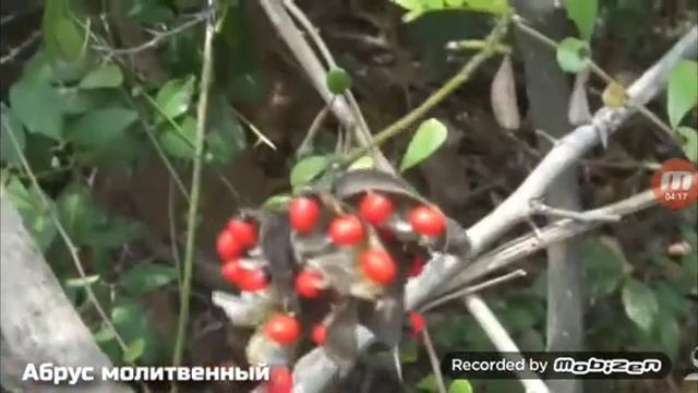 Жуткие растения смотреть онлайн