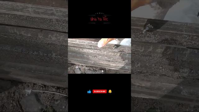 Гуси в Витебском зоопарке. "aha ha life" Geese in Vitebsk Zoo. Витебск 974. Прогулки по Витебску смотреть онлайн