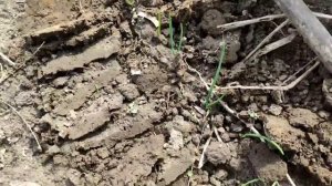 Не пропустите этот момент ! Первая подкормка озимого ЛУКА Весной для хорошего урожая !