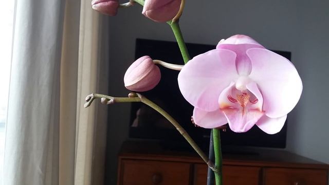 ЛЕЧИЛА ОРХИДЕИ ФУНДАЗОЛОМ смотреть онлайн