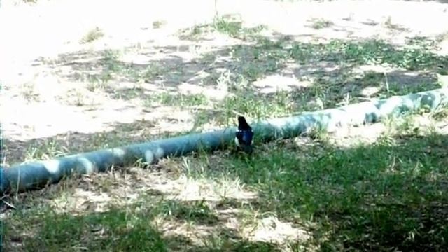 Magpie in the garden Сорока в саду смотреть онлайн
