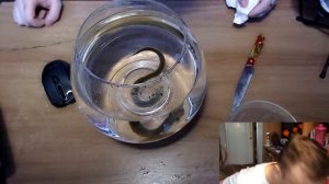 7-й ЖИВОЙ ГОМУНКУЛ ► 60 ДНЕЙ ► Ссылка на всех ГОМУНКУЛОВ в описании (Homunculus)