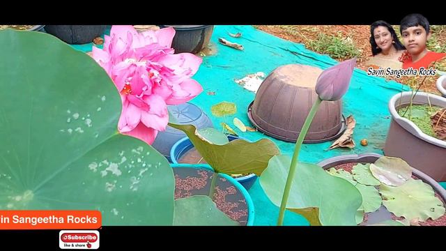 How to grow Lotus plant at home |The Ultimate Thousand Pettal Lotus | 40 varieties| malayalam video смотреть онлайн