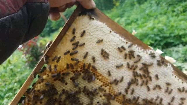 Делаю отводок украинской степной с прошлогодней маткой 20. 5 2018. смотреть онлайн