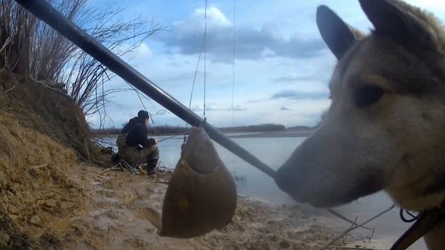 Рыбалка на реке амур ! открытие сезона на удочку и спининг ,ловля карася!!! смотреть онлайн
