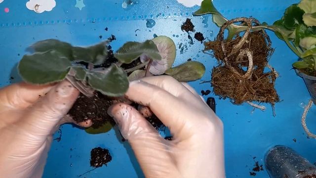 Самый ПРОСТОЙ СПОСОБ КАК ОТДЕЛИТЬ ДЕТКУ ФИАЛКИ ОТ ЛИСТИКА. Пошаговая инструкция смотреть онлайн