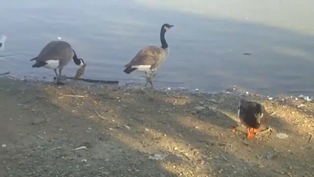 Литл Рок смотреть онлайн