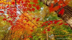 Скрипка музыка души -Автор Эдгар Туниянц.