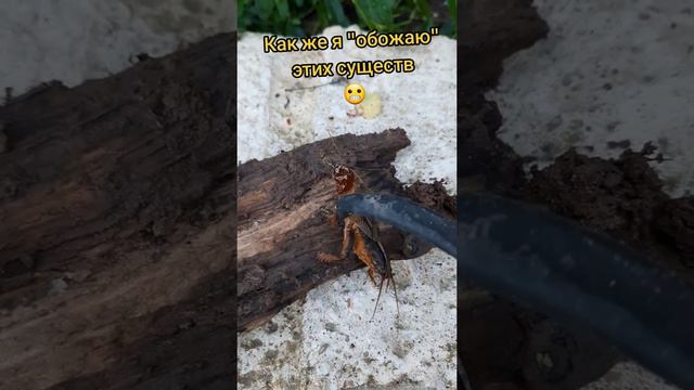 Фантастические твари среди нас