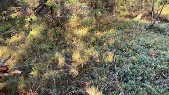 1 октября 2022 г. Опята, ура!!! Лес оживает. смотреть онлайн