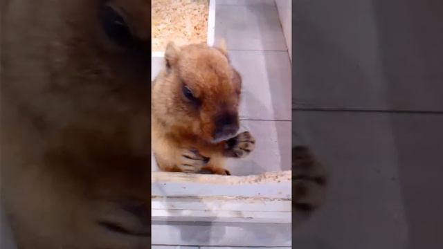 Сурок Байбак