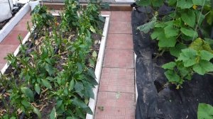 Все сгорело в теплице , можно ли спасти урожай