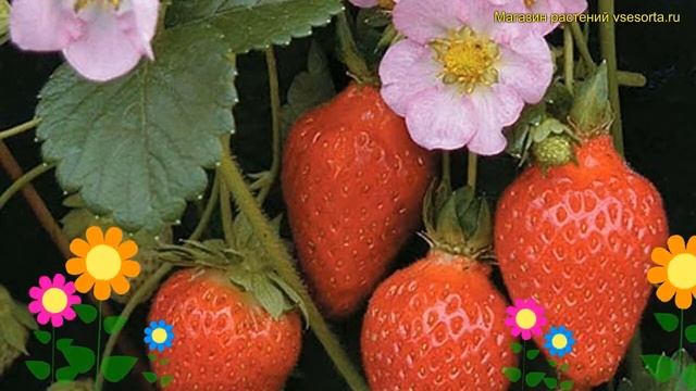 Земляника садовая Роман. Краткий обзор, описание характеристик, где купить рассада Fragaria Ananass