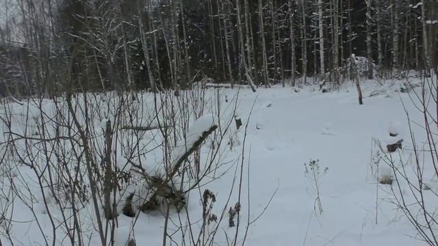 Охота на волка часть 3 смотреть онлайн