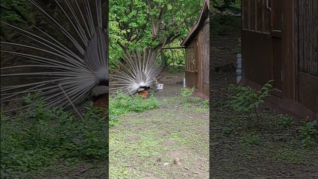 Брачные игры павлинов