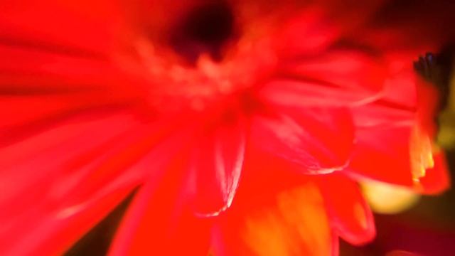 La Nature Vue De Près [Macro-Vidéo 4K] смотреть онлайн