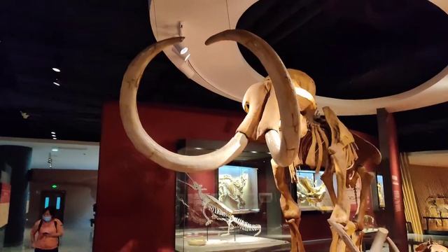 Shanghai Natural History Museum смотреть онлайн