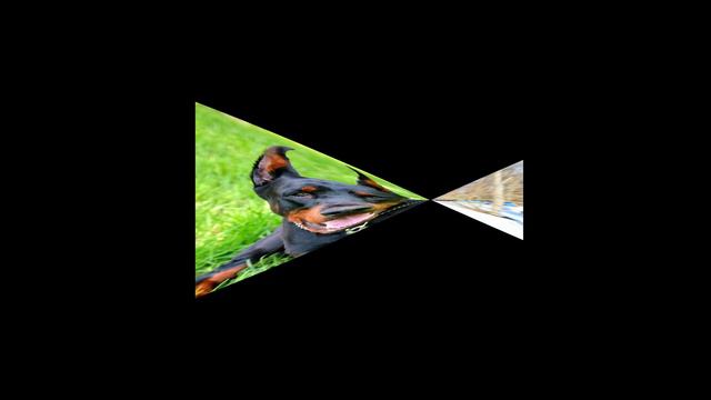 Doberman - the Guardian смотреть онлайн