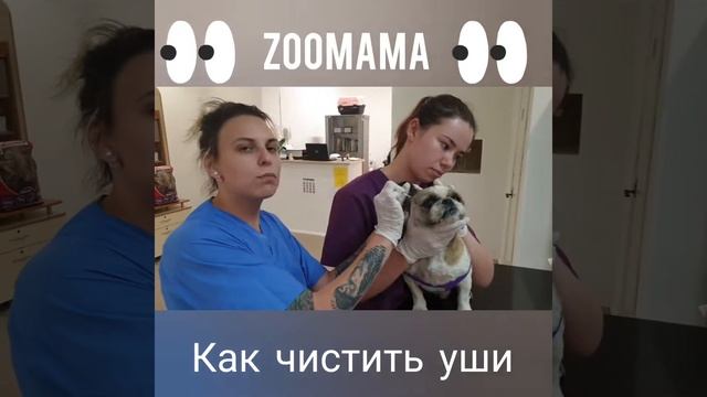 Как чистить уши собаке правильно смотреть онлайн