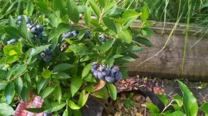 Голубика патио. Обзор сортов Норт кантри и Топ Хэт