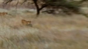 Голодный лев нападает на страуса !!  Итак, что мать сделала со своим детенышем / Wildlife