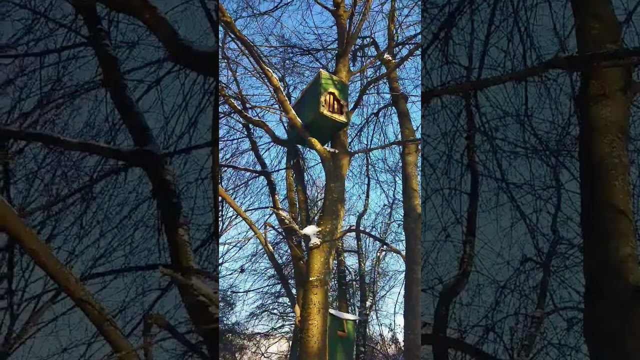 Забыл ловушки для пчёл в лесу. РОЕЛОВСТВО 2024 #мотопчел смотреть онлайн