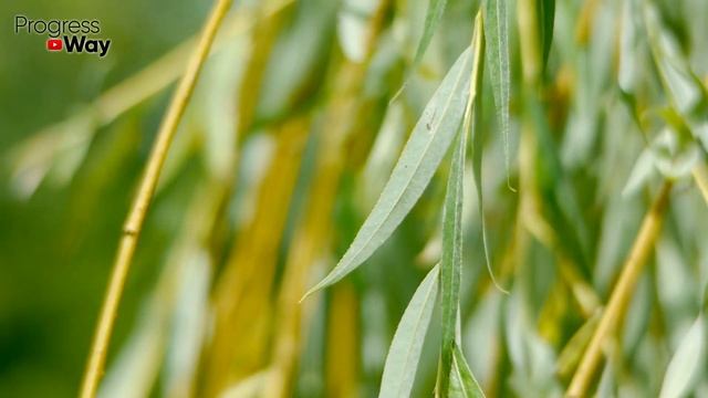 1 Капля Черенки Пускают Корни За 5 Часов! Чудо Средство Заменит Корневин! смотреть онлайн