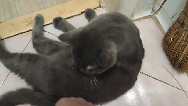 Боится ли кот щекотки? ? смотреть онлайн