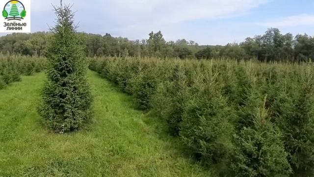 Новогодняя живая елка видео из питомника елок смотреть онлайн