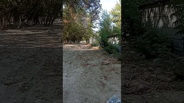 Запрещают кормить кошек.#спасение_и_помощь,#кошки смотреть онлайн