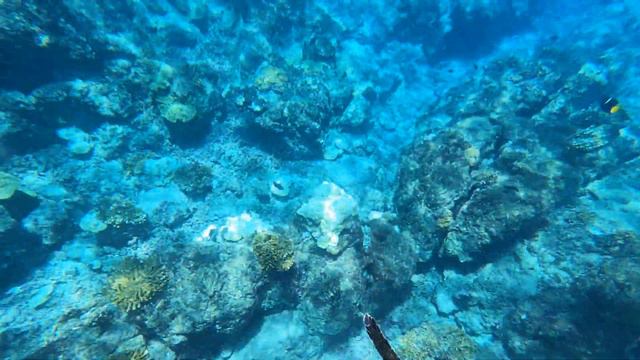 Costa Rica - Snorkel and Scuba Cano Island with Pirate Cove Adventures смотреть онлайн