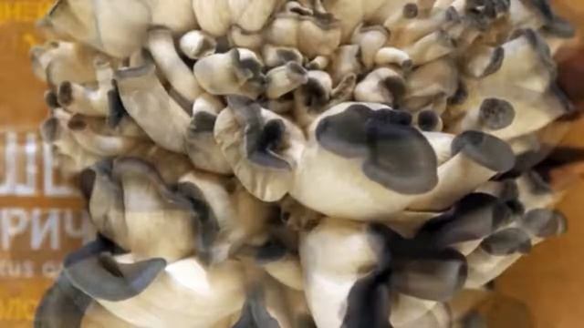 Домашняя грибница: как выращивать, где заказать смотреть онлайн