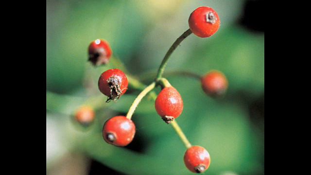 Multiflora Rose (Rosa multiflora) смотреть онлайн