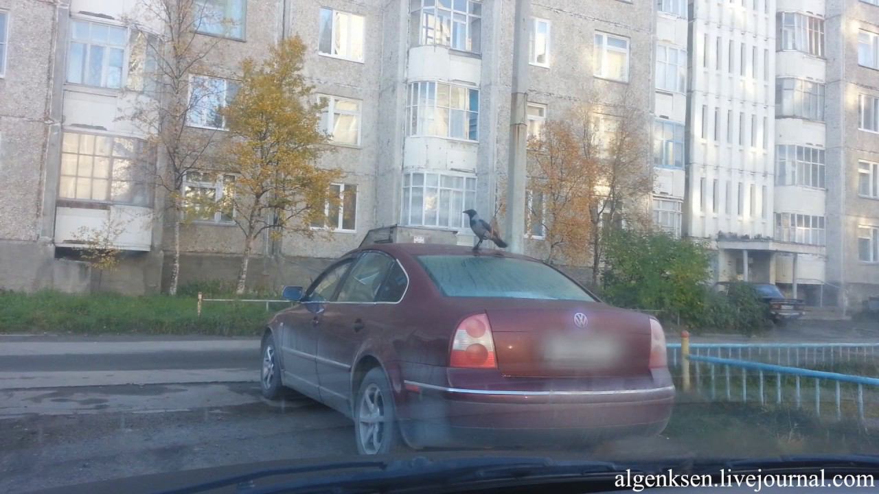 Ворона катается по автомобилю смотреть онлайн