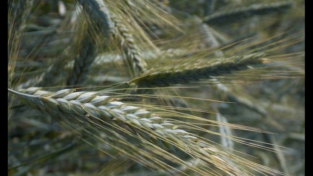 А Куприн Гранатовый браслет Часть 8 Фрагмент 1 из 2#проза #олюбви смотреть онлайн