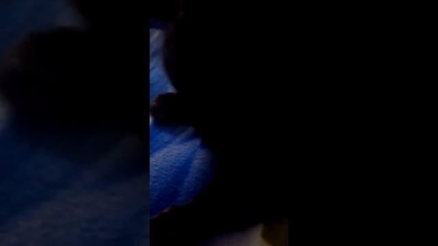 Самый ласковый кот в мире.^_^ смотреть онлайн