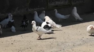 Бакинские голуби Мяжнуна в Баку!