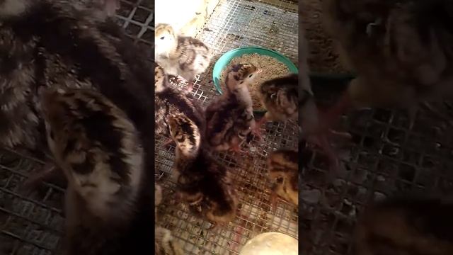 Индюшата бронза смотреть онлайн