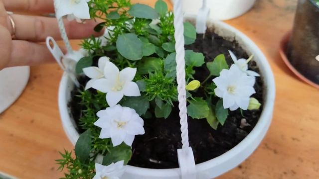 Обзор коллекции кампанул: женихи и невесты, любовники и любовницы. смотреть онлайн