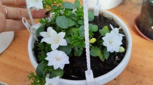 Обзор коллекции кампанул: женихи и невесты, любовники и любовницы.