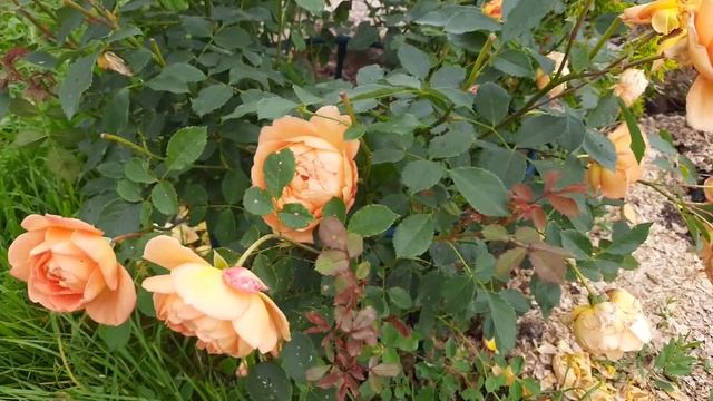 Роза Леди оф Шалот (Lady of Shalott) в Северо-Западном регионе. смотреть онлайн