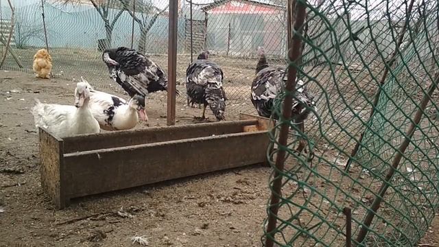 Выращивание бройлерных индюков от начала до конца. смотреть онлайн