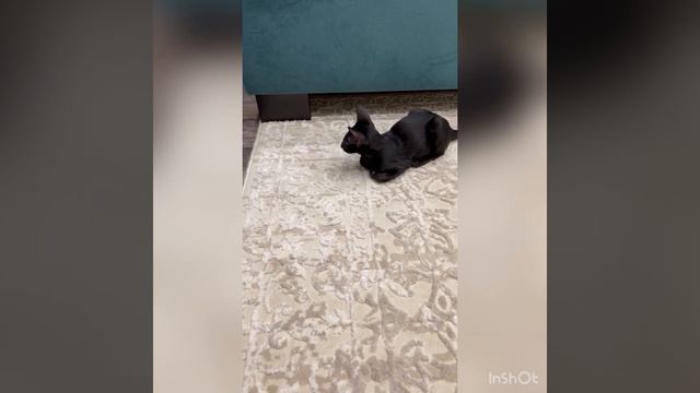 Ориентальные котята Дэни и Анфиса ☯️🐈⬛🐈 смотреть онлайн